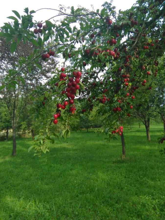 فندق Eco Familia Pojoga المظهر الخارجي الصورة