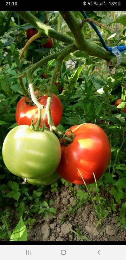فندق Eco Familia Pojoga المظهر الخارجي الصورة